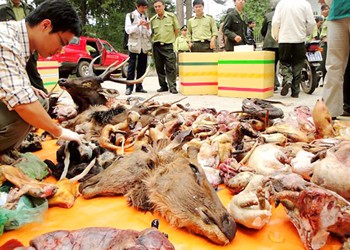 Wild animals seized from restaurants in Da Lat City Wild animals seized from restaurants in Da Lat City